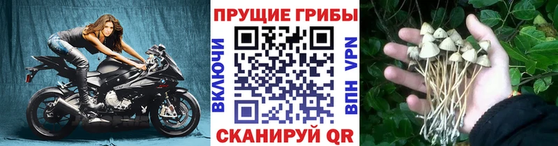 Псилоцибиновые грибы Psilocybe  Купить где  Можайск 